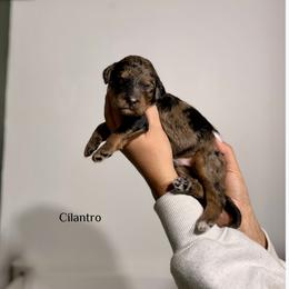 Cilantro - Merle male Bernedoodle puppy in Pennsylvania from Bells Bernedoodles