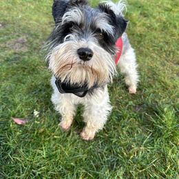 Ollie - Miniature Schnauzer