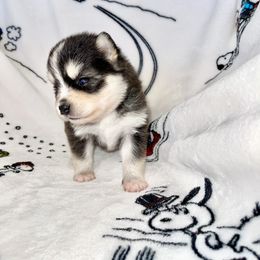Pomsky Puppies from Sterling Pomskies