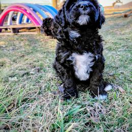 Assorted Doodle Crosses Puppies from Southern Star Goldendoodles
