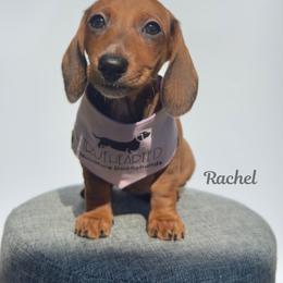 Rachel - Red female Dachshund puppy in Royse City, Texas from Truehearted Miniature Dachshunds
