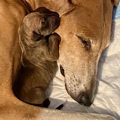 Azawakh Puppies from Azawakh Ayur-es-Sahel