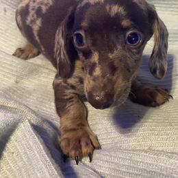 Ralphie - Dapple male Dachshund puppy in Pennsville, New Jersey from Bay Acres Dachshunds