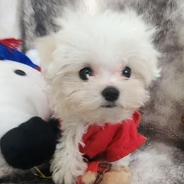 Tea cup, AKC Sassy - White female Maltese puppy in The Villages, Florida from My Precious Pups
