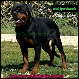 PAM - Rottweiler