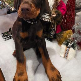 Grey - Red and rust male Doberman Pinscher puppy in Anderson, Indiana from Legendary Kennels