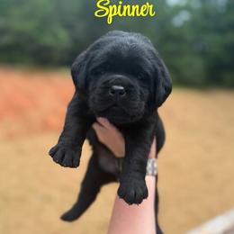 Spinner - Black female Labrador Retriever puppy in Lenoir, North Carolina from Wooten Retrievers
