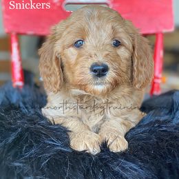 Girl 1 - Goldendoodle puppy in Lancaster, Minnesota from North Star Dog Training