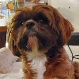 REGGIE - Shih Tzu