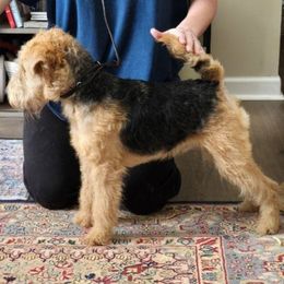 Thunder - Lakeland Terrier