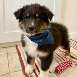 Frank - Black tri-color male Australian Shepherd puppy in Preston, Idaho from KC Bar Ranch Aussies