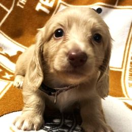 Chewy - Dachshund puppy from Barksalot Dachshunds