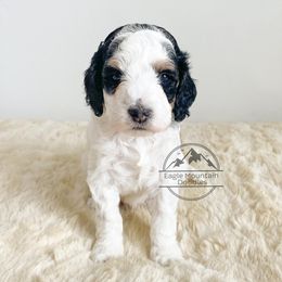 Goldendoodle Puppies from Eagle Mountain Doodles