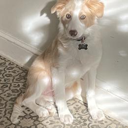 American Corgi and Border Collie Puppies from Duncan's Border Collies and Corgis