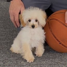 Tiny Bilbo - Apricot Poodle puppy in Jacksonville, Alabama from Abounding Poodles
