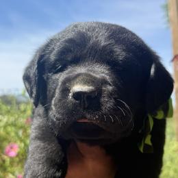 Sprig - Black male Labrador Retriever puppy in Dixon, California from Rosslyn Labradors (Rose-Line)
