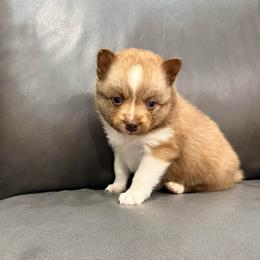 Fifi - Chocolate female Pomsky puppy in Doon, Iowa from Luxury Pomsky