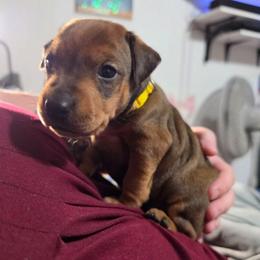 Female 3 - Red female German Pinscher puppy in Chatham, Virginia from WMHK9/Roolyn German Pinschers
