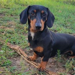 Mac - Dachshund