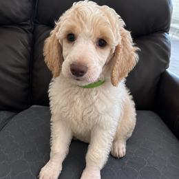 Biscuit - Parti male Poodle puppy in Surprise, Arizona from Gentle Paw Goldendoodles