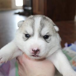 Siberian Husky Puppies from Tevana Siberians LLC