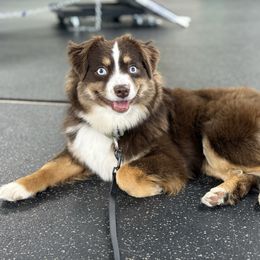 Peach - Toy Australian Shepherd