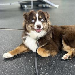 Peach - Toy Australian Shepherd