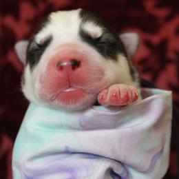 Purple - Black and white female Siberian Husky puppy in York, Pennsylvania from Spalla Pups