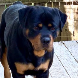 Rottweilers from BelovedK9 Rottweilers