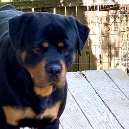 Rottweilers from BelovedK9 Rottweilers
