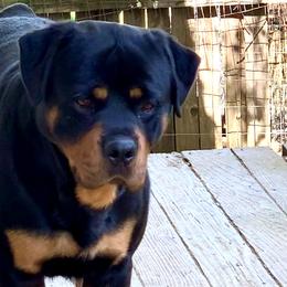 Rottweilers from BelovedK9 Rottweilers