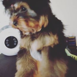 Yorkshire Terrier Puppies from Twilights Yorkies