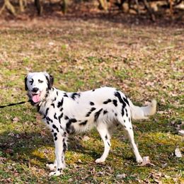 Journey - Dalmatian