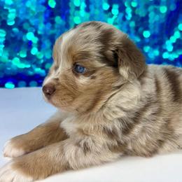 Crimson - Red merle male Toy Australian Shepherd puppy in Smithville, Arkansas from Cooper Creek Aussies