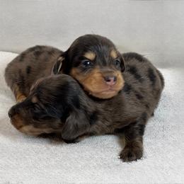 Border Collie, Dachshund, and Pembroke Welsh Corgi Puppies from Whisenhunt Farms
