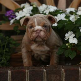 Blue collar male 5500 - Lilac tri-color male Bulldog puppy in Lewisberry, Pennsylvania from Salted Rim Corgis