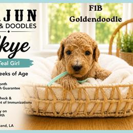 1400.00  Skye: Teal Collar - Apricot female Goldendoodle puppy in Raceland, Louisiana from Cajun Doodles