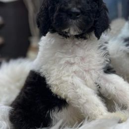 Goldendoodle and Poodle Puppies from Elizabeth Rocha's Doodles