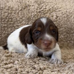 Monty - Piebald male Dachshund puppy in Lawrenceville, Georgia from Chivi Paws