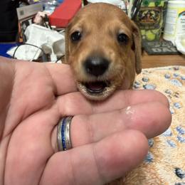 Dachshund Puppies from Witchy Woman’s Wiener’s