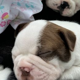 Boston Terriers from Jolly Bostons