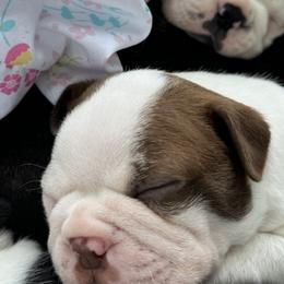 Boston Terriers from Jolly Bostons