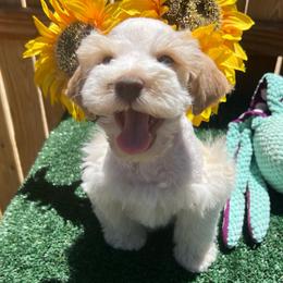 Mike - Parti male Miniature Schnauzer puppy in Menifee, California from Moonshine’s Minis