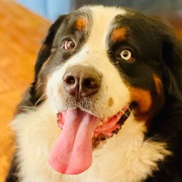 Rosie - Bernese Mountain Dog