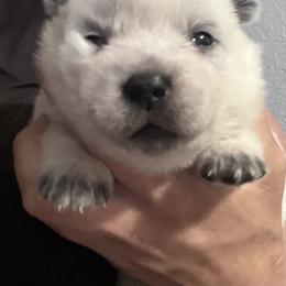 -Girl 2 - Blue female Australian Cattle Dog puppy in Kaufman, Texas from Emberwick Ranch