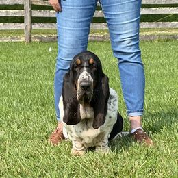 Aggy - Basset Hound