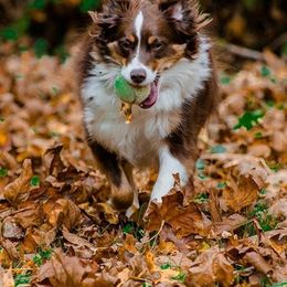 Miniature Australian Shepherd All Grown Up from Tincture of Thyme