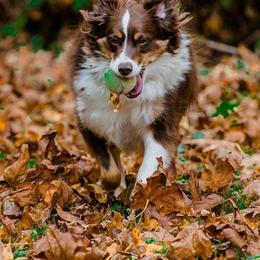 Miniature Australian Shepherd All Grown Up from Tincture of Thyme