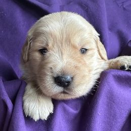 Golden Retriever Puppies from Chevaline Goldens