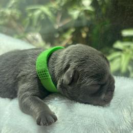 Shaggy - Blue male French Bulldog puppy in Salisbury, Maryland from 77 Frenchies Maryland